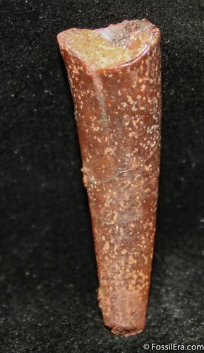 Anhanguera Pterosaur Tooth #1316